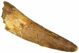 Fossil Spinosaurus Tooth - Real Dinosaur Tooth #329696-1